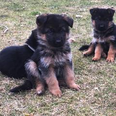 German Shepherd Puppies from Zeder Kamme German Shepherds