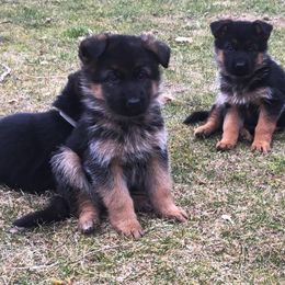 German Shepherd Puppies from Zeder Kamme German Shepherds