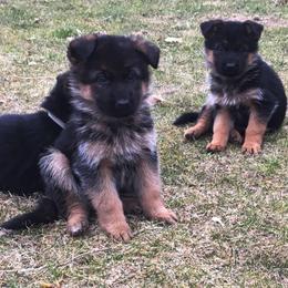 German Shepherd Puppies from Zeder Kamme German Shepherds