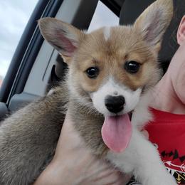 Pembroke Welsh Corgi Puppies from AJ'S Country Corgi's