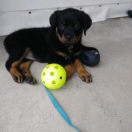 Rottweiler Puppies from Rose Red Rottweilers