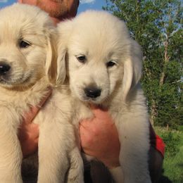 Perfect Peace Goldens breeder of Golden Retriever