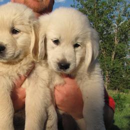 Perfect Peace Goldens breeder of Golden Retriever