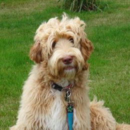 Cora - Australian Labradoodle