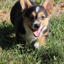Pembroke Welsh Corgi Puppies from Pembrokes of Walnut Creek