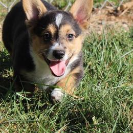 Pembroke Welsh Corgi Puppies from Pembrokes of Walnut Creek