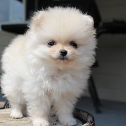 Pomeranian Puppies from Medicine Lodge Poms Llc