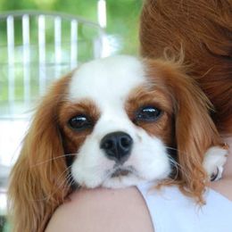 Alyce Sunshine - Cavalier King Charles Spaniel