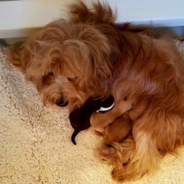 California Havanese breeder of Havanese, Bichon Frise