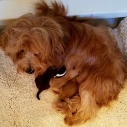 California Havanese breeder of Havanese, Bichon Frise