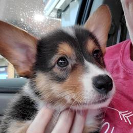 Pembroke Welsh Corgi Puppies from AJ'S Country Corgi's
