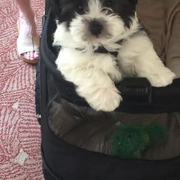 Tapscott B.I.S. Havanese breeder of Havanese