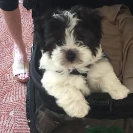 Tapscott B.I.S. Havanese breeder of Havanese