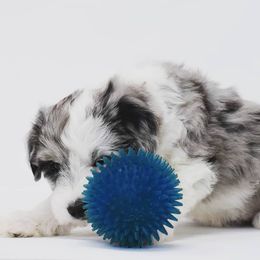 Border Collie and Bordoodle Puppies from Oregon Bordoodles