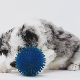 Border Collie and Bordoodle Puppies from Oregon Bordoodles