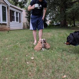 Bernedoodle Puppies from Bernedoodles of the Ozarks