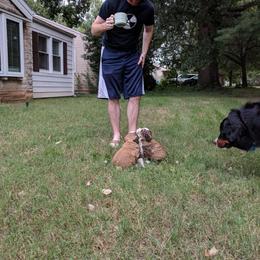 Bernedoodle Puppies from Bernedoodles of the Ozarks