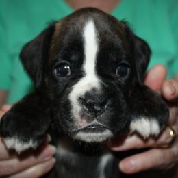 Boxer Puppies from Boxkarr Boxers