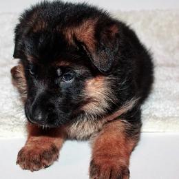 German Shepherd Puppies from Brimka Haus German Shepherds