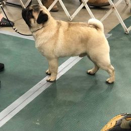 Pug All Grown Up from Snuggle Pugs