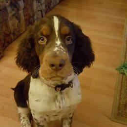 English Springer Spaniel All Grown Up from Saxonburg Springers