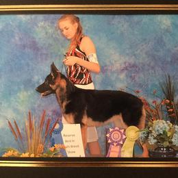 Soul - German Shepherd