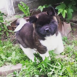 Akita Puppies from BleuMoon Akitas