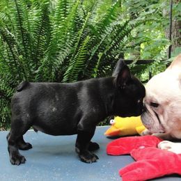 Cardigan Welsh Corgi and French Bulldog Puppies from Rippling Water Frenchies