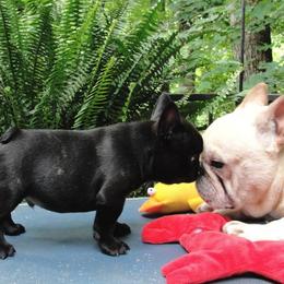 Cardigan Welsh Corgi and French Bulldog Puppies from Rippling Water Frenchies