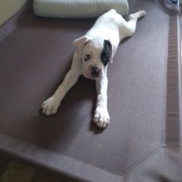 Boxer Puppies from Huntley Boxer Pieces