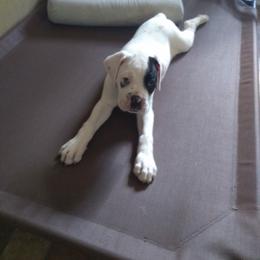 Boxer Puppies from Huntley Boxer Pieces