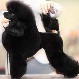 Zoja - Poodle