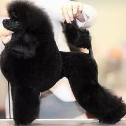 Zoja - Poodle