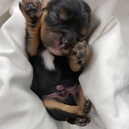 Cavalier King Charles Spaniel Puppies from Alexandra's Royal Cavaliers