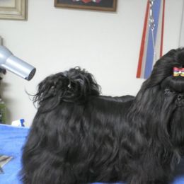 Shih Tzu All Grown Up from Sabar Shih-tzu