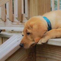 Labrador Retriever Puppies from Semko's All-Sports Dog