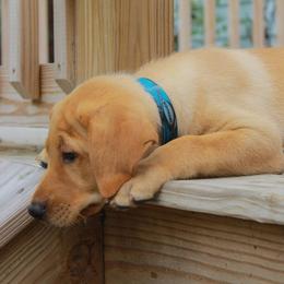 Labrador Retriever Puppies from Semko's All-Sports Dog