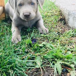 Labrador Retriever Puppies from McKay Creek Labs