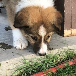 Border Collie Puppies from Burke BC’s