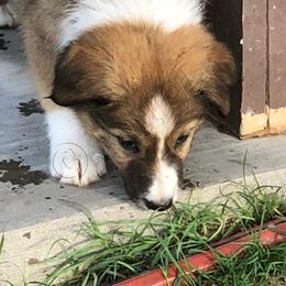 Border Collie Puppies from Burke BC’s
