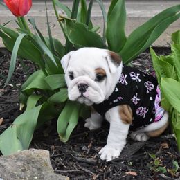 Bulldog Puppies from Raise The Woof Bulldogs