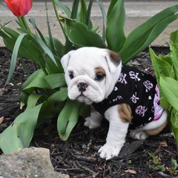 Bulldog Puppies from Raise The Woof Bulldogs
