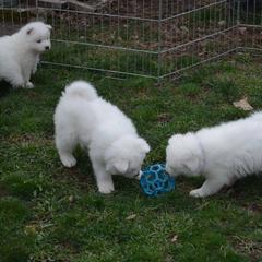 Samoyed Puppies from Silver Fox Samoyeds