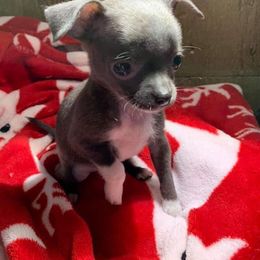 Chihuahua Puppies from SUWYN