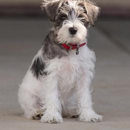Miniature Schnauzer Puppies from Circle R Ranch