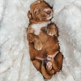 Goldendoodle and Labradoodle Puppies from KZ Kennels