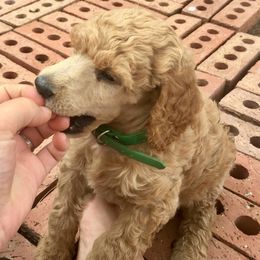 Poodle Puppies from Pleasant Valley Standards