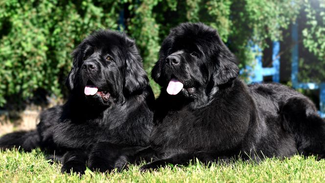 Newfoundland