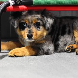 Toy Australian Shepherd Puppies from Double M Toy and Mini Aussies