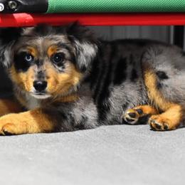 Toy Australian Shepherd Puppies from Double M Toy and Mini Aussies